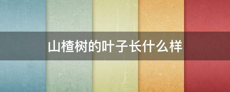 山楂树的叶子长什么样 山楂叶是山楂树的叶子吗