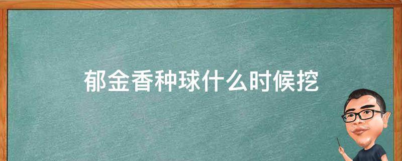 郁金香种球什么时候挖（郁金香球茎什么时候挖）