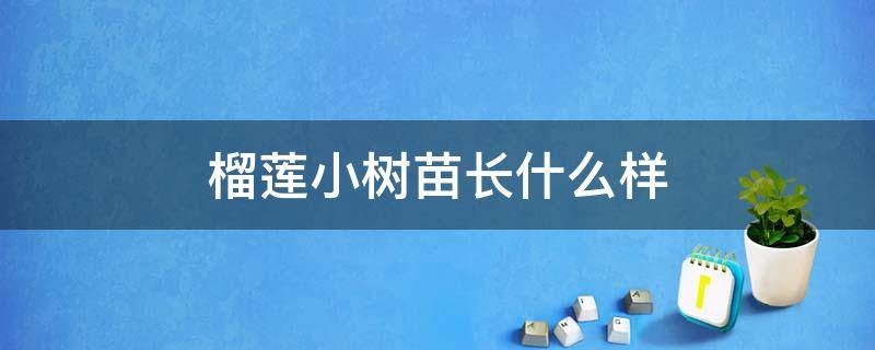 榴莲小树苗长什么样 榴莲树的幼苗长什么样