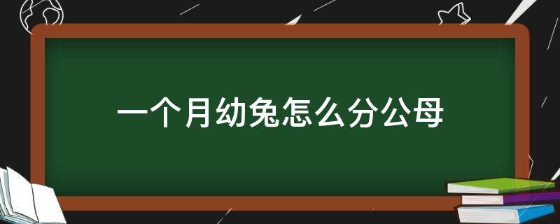 一个月幼兔怎么分公母 一个月的兔子能分清公母吗