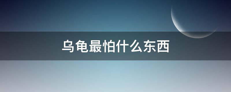 乌龟最怕什么东西 家养乌龟吃什么