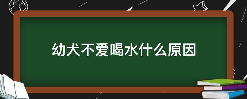 幼犬不爱喝水什么原因 幼犬不爱喝水正常吗