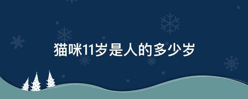 猫咪11岁是人的多少岁（猫 11岁）