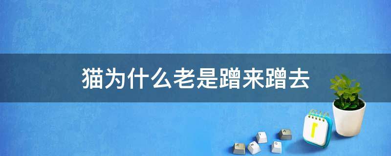 猫为什么老是蹭来蹭去 猫老是喜欢蹭来蹭去