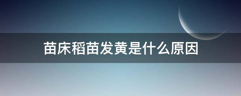 苗床稻苗发黄是什么原因 苗床湿度大稻苗发黄怎么办