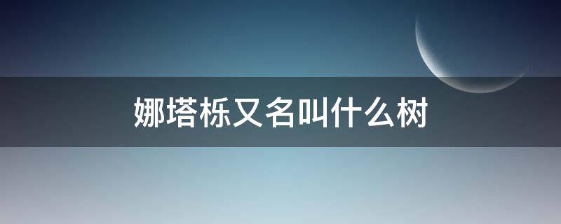 娜塔栎又名叫什么树（娜塔栎树是什么树）