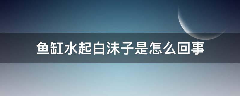 鱼缸水起白沫子是怎么回事 鱼缸的水有白沫子是怎么回事