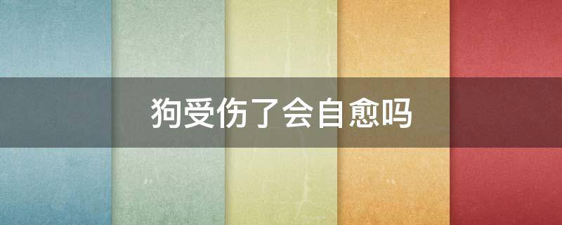 狗受伤了会自愈吗 狗狗受了内伤会自愈吗