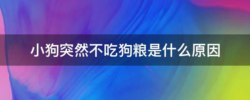 小狗突然不吃狗粮是什么原因 小狗突然不爱吃狗粮了怎么回事