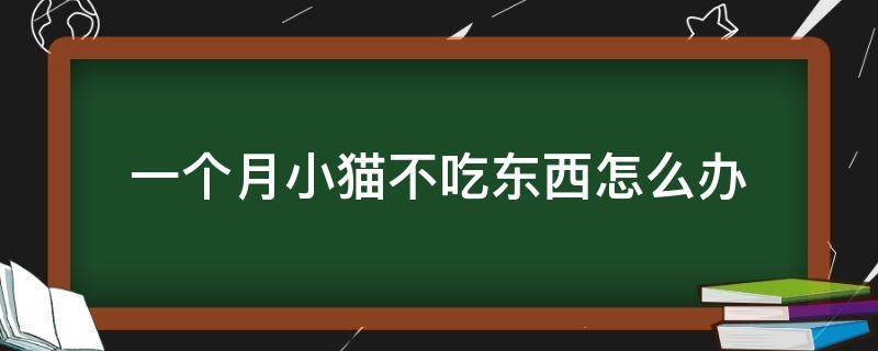 一个月小猫不吃东西怎么办（一个月的小猫不吃东西怎么办）