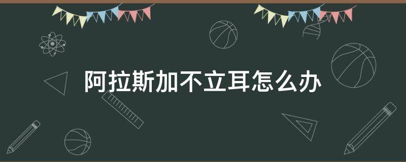 阿拉斯加不立耳怎么办（阿拉斯加耳朵为啥一个立一个不立）