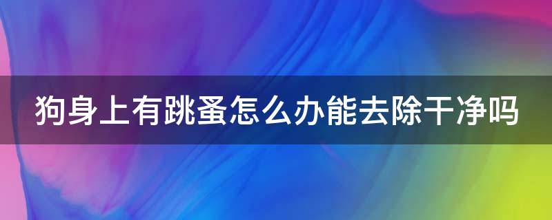 狗身上有跳蚤怎么办能去除干净吗（杀死狗身上跳蚤最简单的方法）