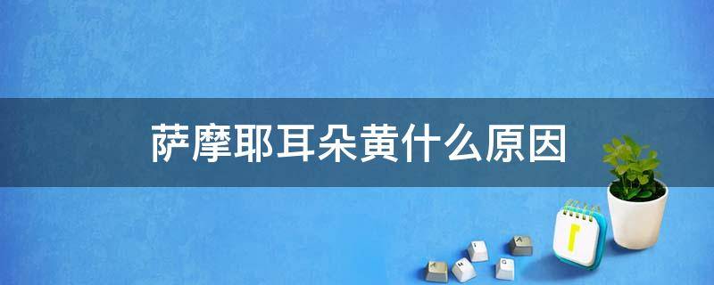 萨摩耶耳朵黄什么原因 萨摩耶为什么耳朵有点黄