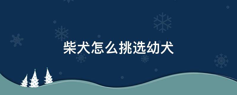 柴犬怎么挑选幼犬（怎样挑选柴犬幼犬）