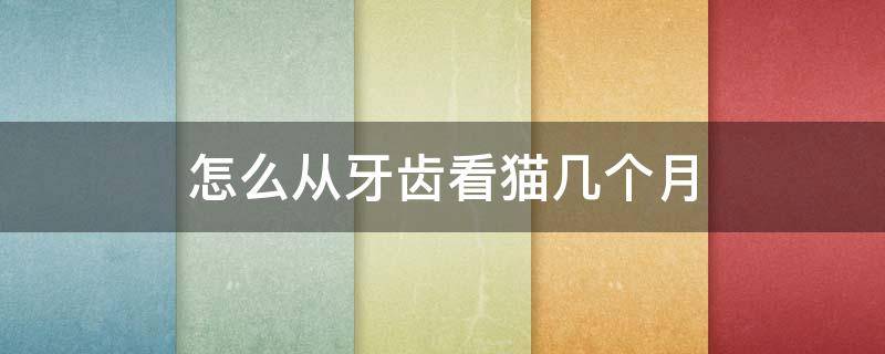 怎么从牙齿看猫几个月 猫从牙能看到月龄吗