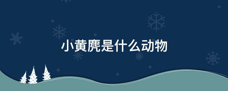 小黄麂是什么动物（小黄麂是什么动物,喜欢吃的美食是什么?）