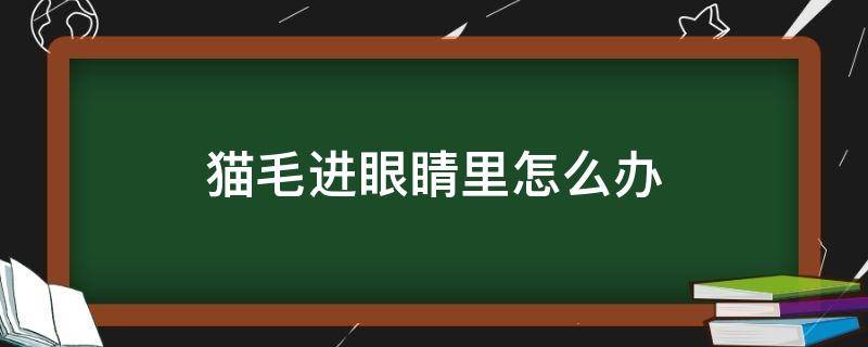 猫毛进眼睛里怎么办（眼睛里面进猫毛怎么办）