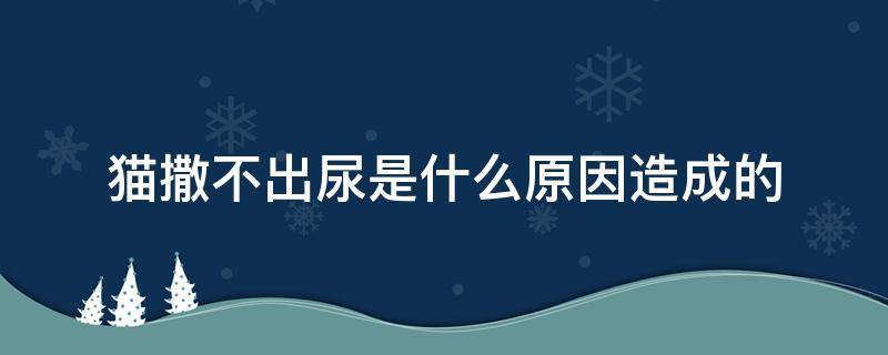 猫撒不出尿是什么原因造成的 什么原因会导致猫尿不出来