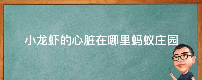 小龙虾的心脏在哪里蚂蚁庄园（小龙虾的心脏长在身体的什么位置）