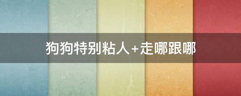 狗狗特别粘人 狗狗特别粘人怎么办看不到我就叫