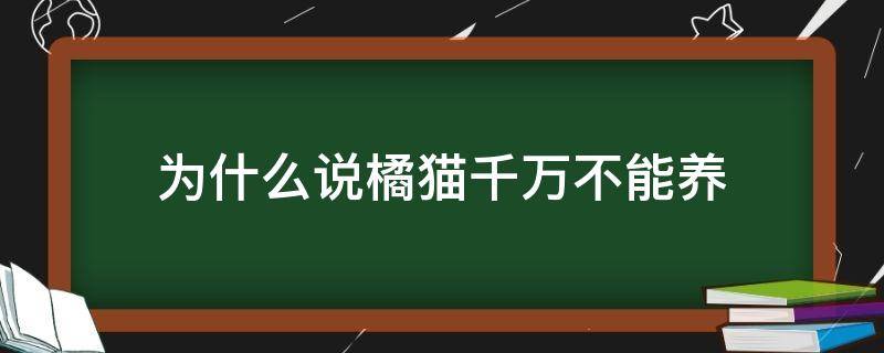 为什么说橘猫千万不能养（千万不要养橘猫）