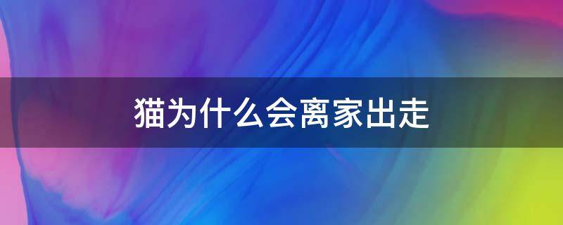 猫为什么会离家出走 农村养的公猫为什么会离家出走