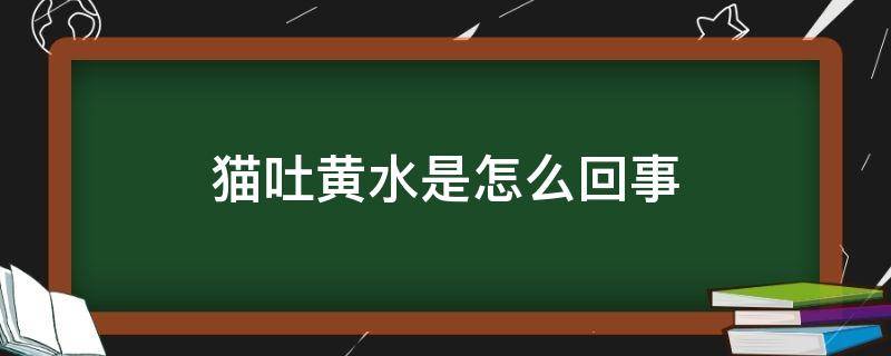 猫吐黄水是怎么回事 猫咪吐黄水