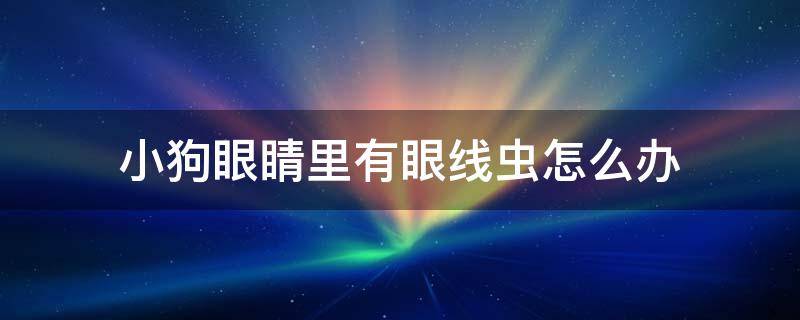 小狗眼睛里有眼线虫怎么办 狗狗怎么会有眼线虫