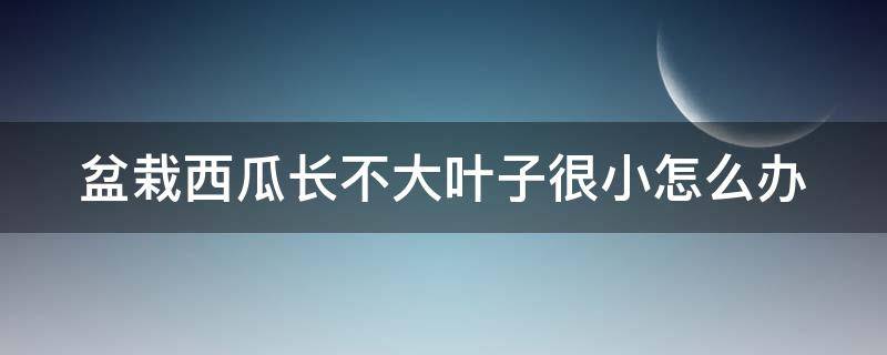 盆栽西瓜长不大叶子很小怎么办（盆栽西瓜长不大原因）