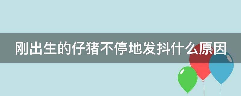 刚出生的仔猪不停地发抖什么原因（刚出生的仔猪不停地发抖什么原因引起的）