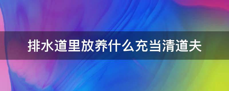 排水道里放养什么充当清道夫（排水管道放养什么充当清道夫）