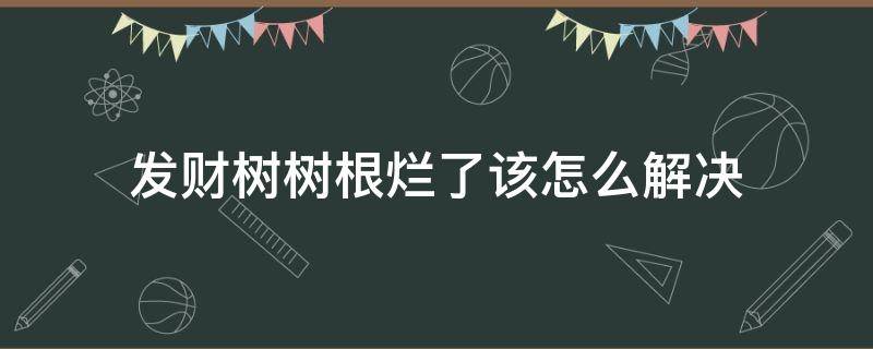 发财树树根烂了该怎么解决（发财树根全部烂了怎么办）