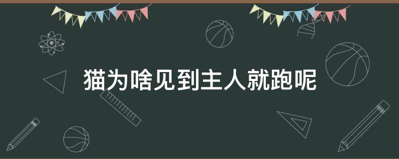 猫为啥见到主人就跑呢 猫为什么见到主人就跑