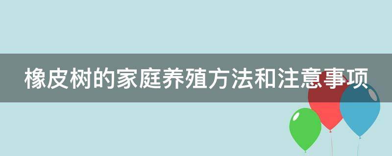 橡皮树的家庭养殖方法和注意事项（橡皮树的养殖方法和注意事项 盆栽）