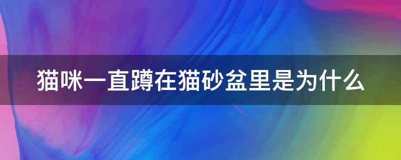 猫咪一直蹲在猫砂盆里是为什么 猫频繁去猫砂盆但是不拉不尿