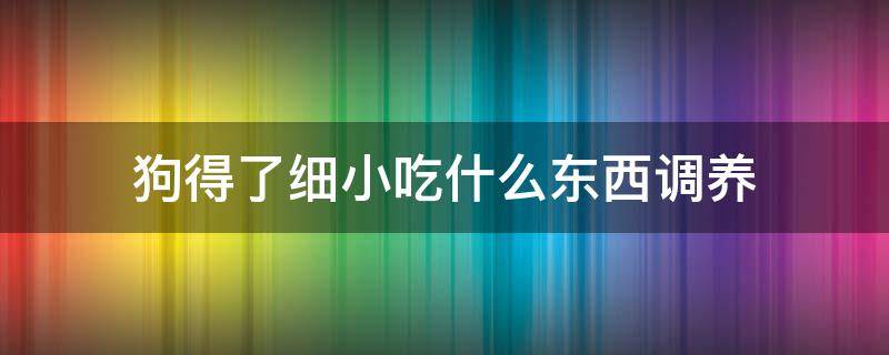 狗得了细小吃什么东西调养 狗狗细小好转了可以吃点什么东西