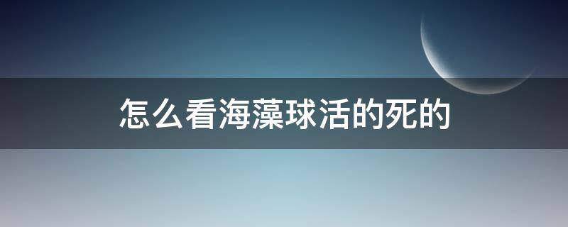 怎么看海藻球活的死的（怎么看球藻是不是活着）