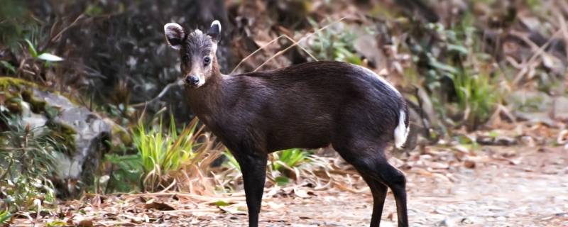 毛冠鹿最爱吃什么 毛冠鹿最喜欢吃什么食物蚂蚁森林