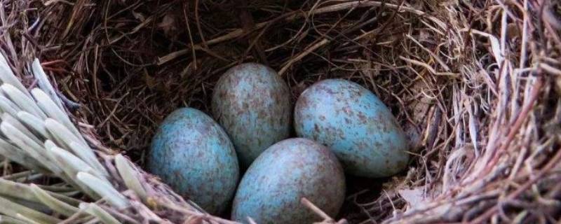 鸟蛋离开母鸟多久死亡（鸟蛋离开了妈妈会怎么才能孵出鸟蛋）