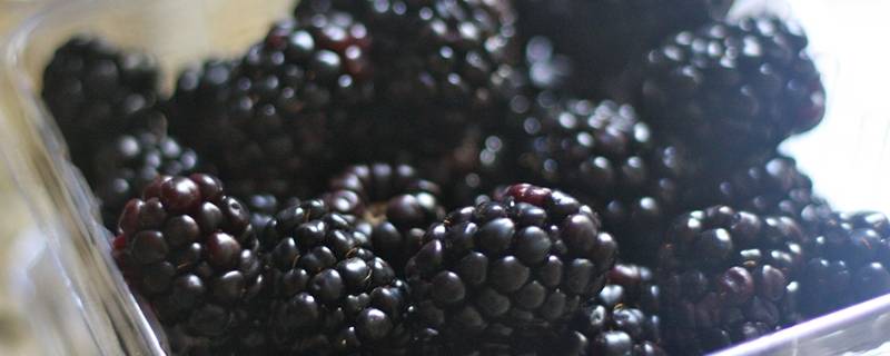 黑莓怎么吃（新鲜黑莓怎么吃）