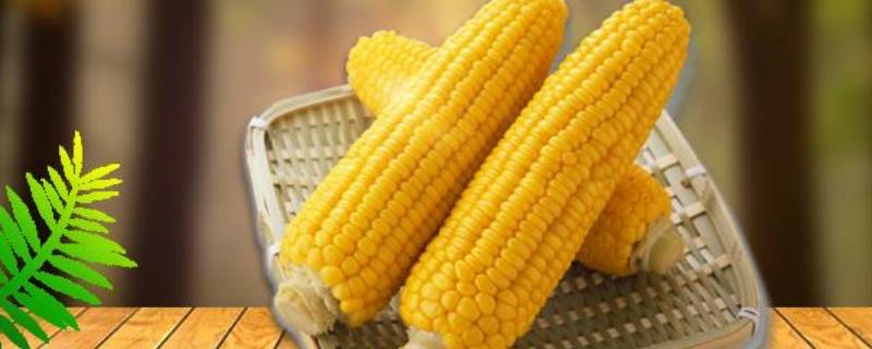熟玉米怎么保存 熟玉米怎么保存方法