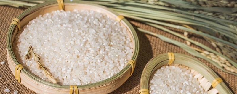 夏季怎样防止米生虫 夏季如何防米虫