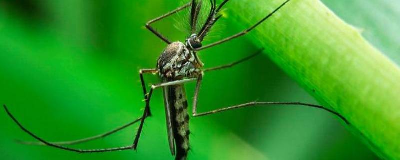 农村有很多蚊子用什么方法解决 农村有很多蚊子用什么方法解决呢