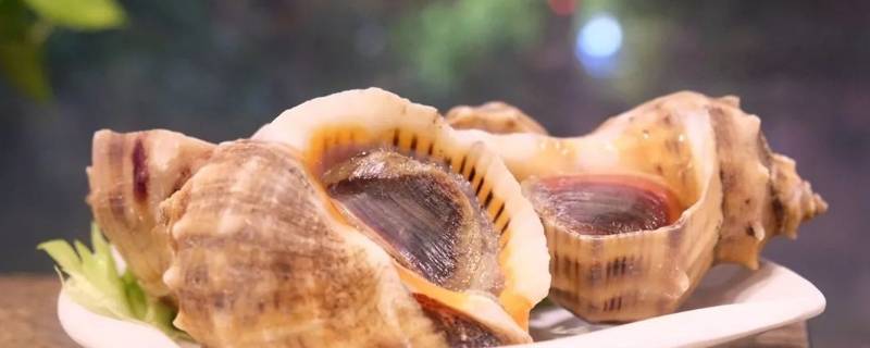 海螺怎么吃法家庭吃法 海螺的吃法怎么吃