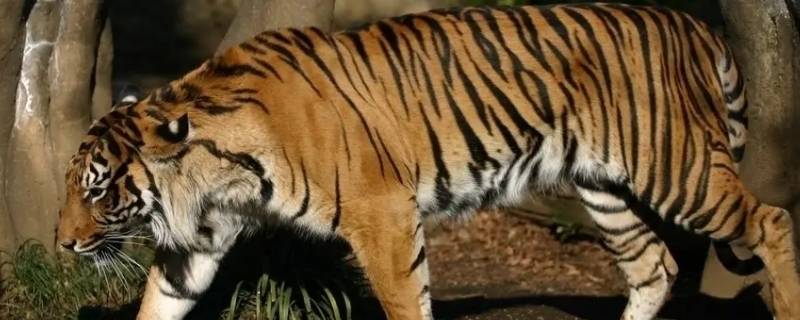 老虎是保护动物吗 普通老虎是保护动物吗