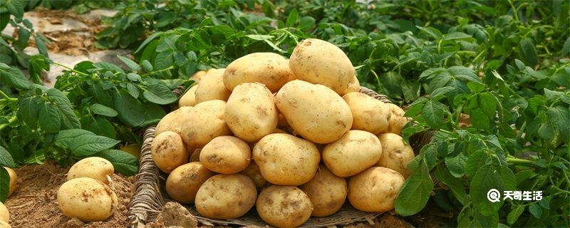 土豆原产地是哪里