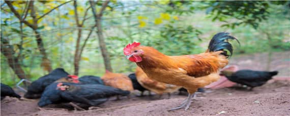 鸡的寿命最长能活多少年 鸡的寿命最长能活多少年吉尼斯纪录