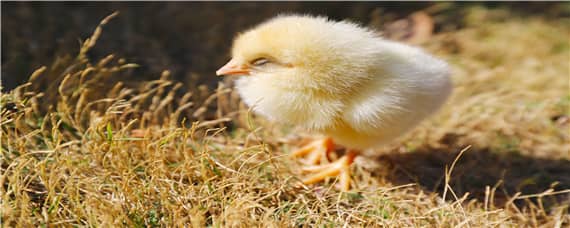 孵化小鸡出壳禁忌 孵小鸡出壳要注意什么