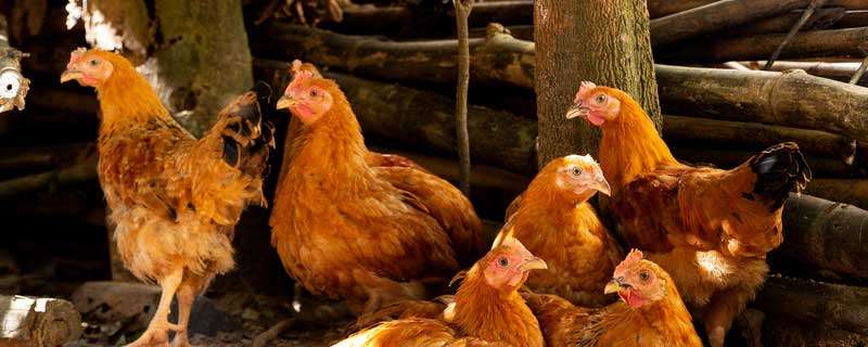养鸡与鸡病防治方法（家养鸡常见病和防治方法）