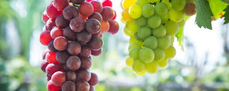 日本葡萄品种 日本葡萄品种排名